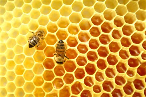 Journey to the Land of Honey: Discovering Its Magical Secrets